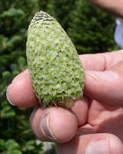 Fraser Fir seed cone