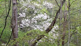 Dogwood tree in bloom in woods