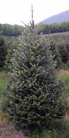 the perfect Fraser Fir