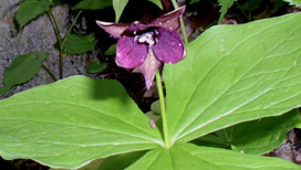 Trillium in bloom