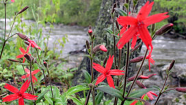 Fire pinks in bloom