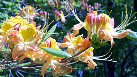 Flame azaleas in bloom