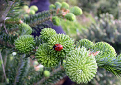 Ladybug on budding Fraser Fir