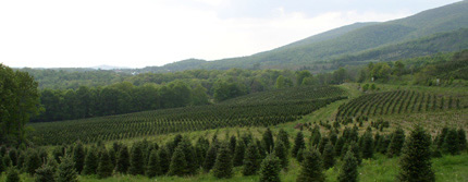 Fields of Fraser Fir