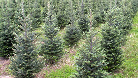 Fraser Fir field