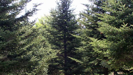 Fraser Fir Forest