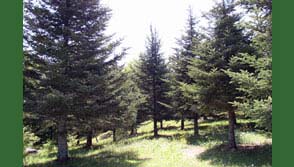 Frser Fir seed orchard trees