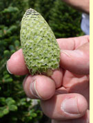 Fraser Fir seed cone