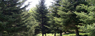Mature Fraser Fir in seed orchard