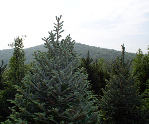 Silvery Fraser Fir in field