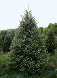 Fraser Fir Tree