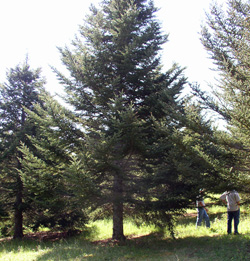 Mt. Rogers Seed Orchard